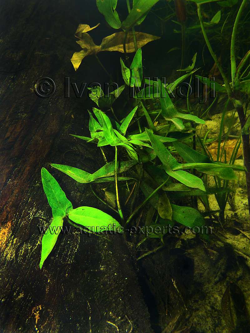 AQUATIC PLANT
